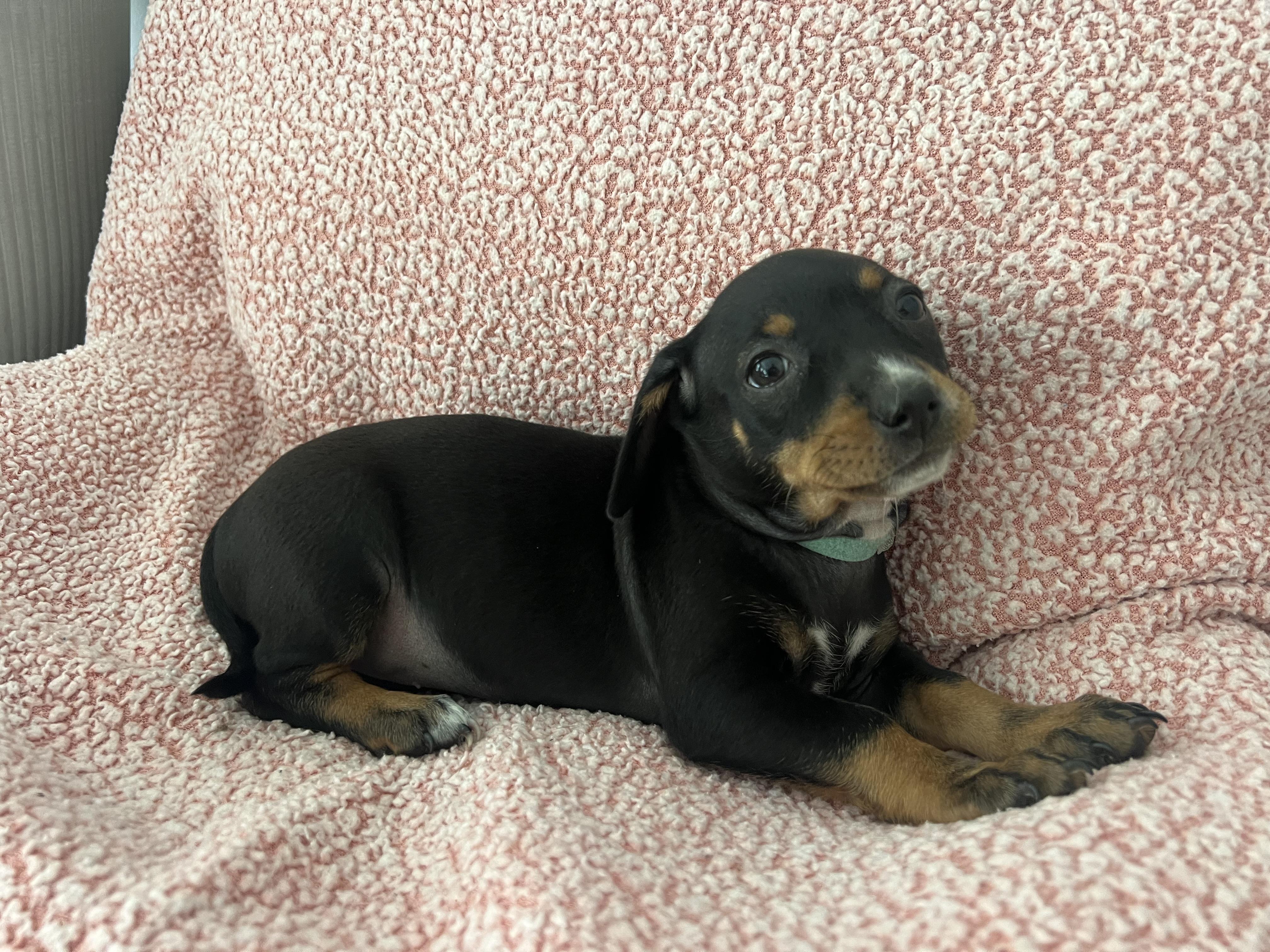 Enlarge Tilly, an adopted mixed breed in Moosup, CT image 4/6