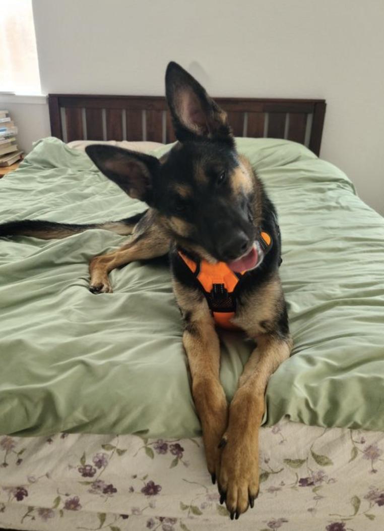 Erica, a ADOPTABLE German Shepherd Dog in Davis, CA image 6/6
