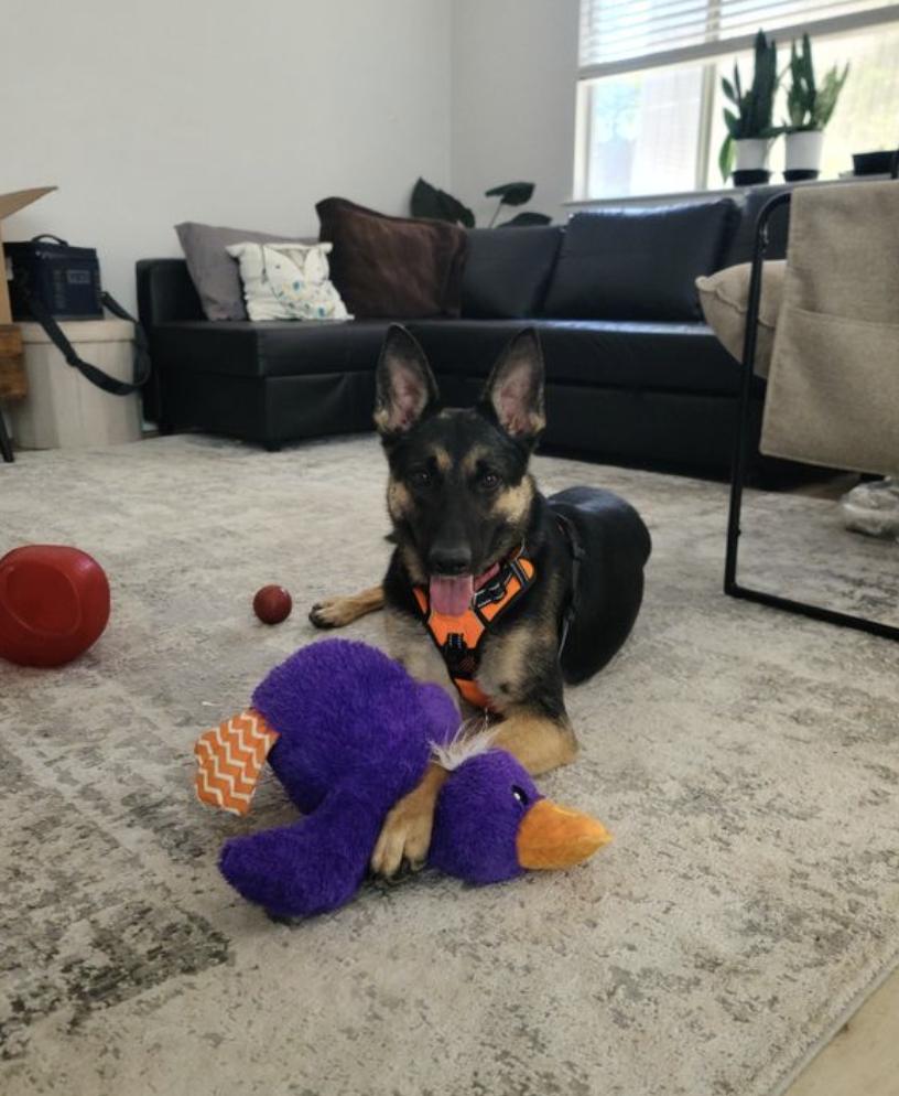 Erica, a ADOPTABLE German Shepherd Dog in Davis, CA image 2/6