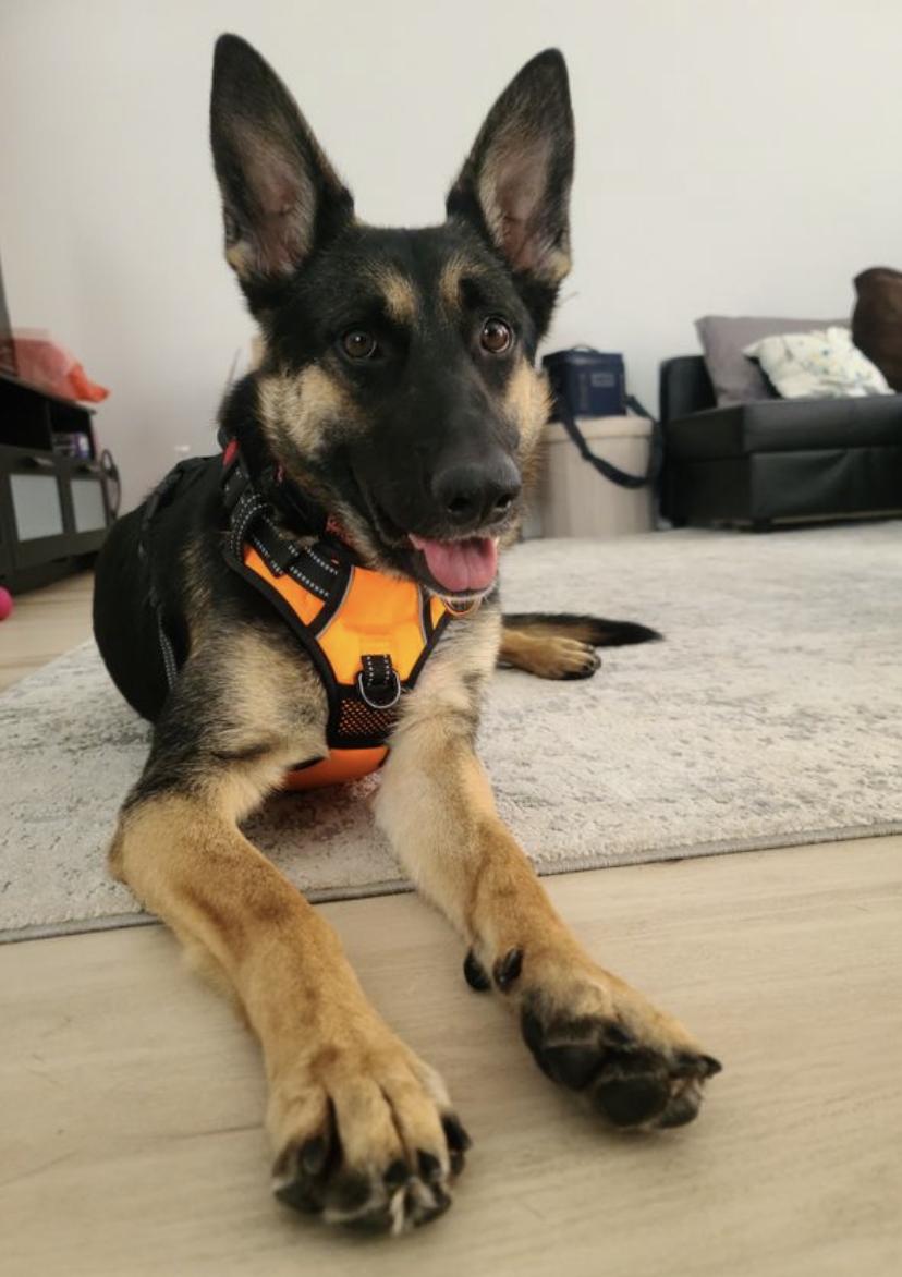 Erica, ADOPTABLE, Young Female German Shepherd Dog.