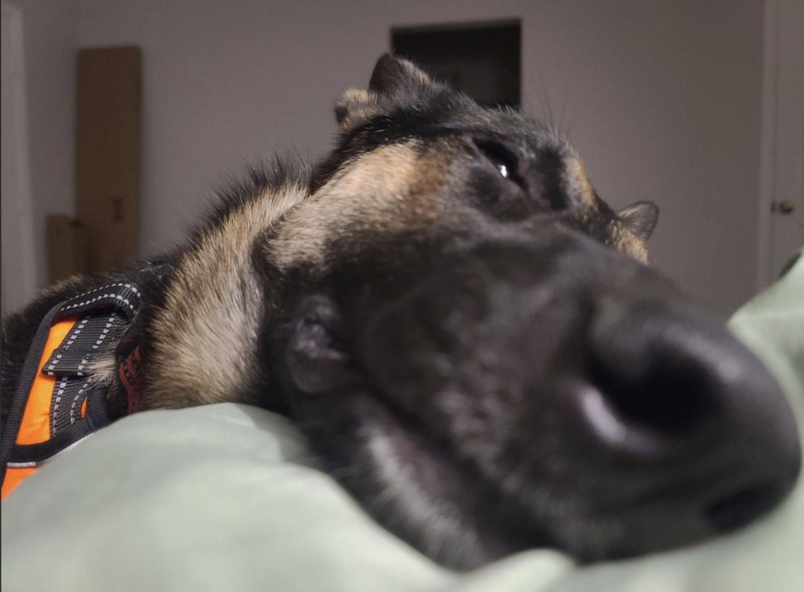 Erica, a ADOPTABLE German Shepherd Dog in Davis, CA image 3/6
