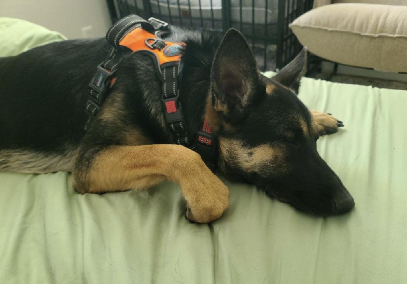 Erica, a ADOPTABLE German Shepherd Dog in Davis, CA image 5/6