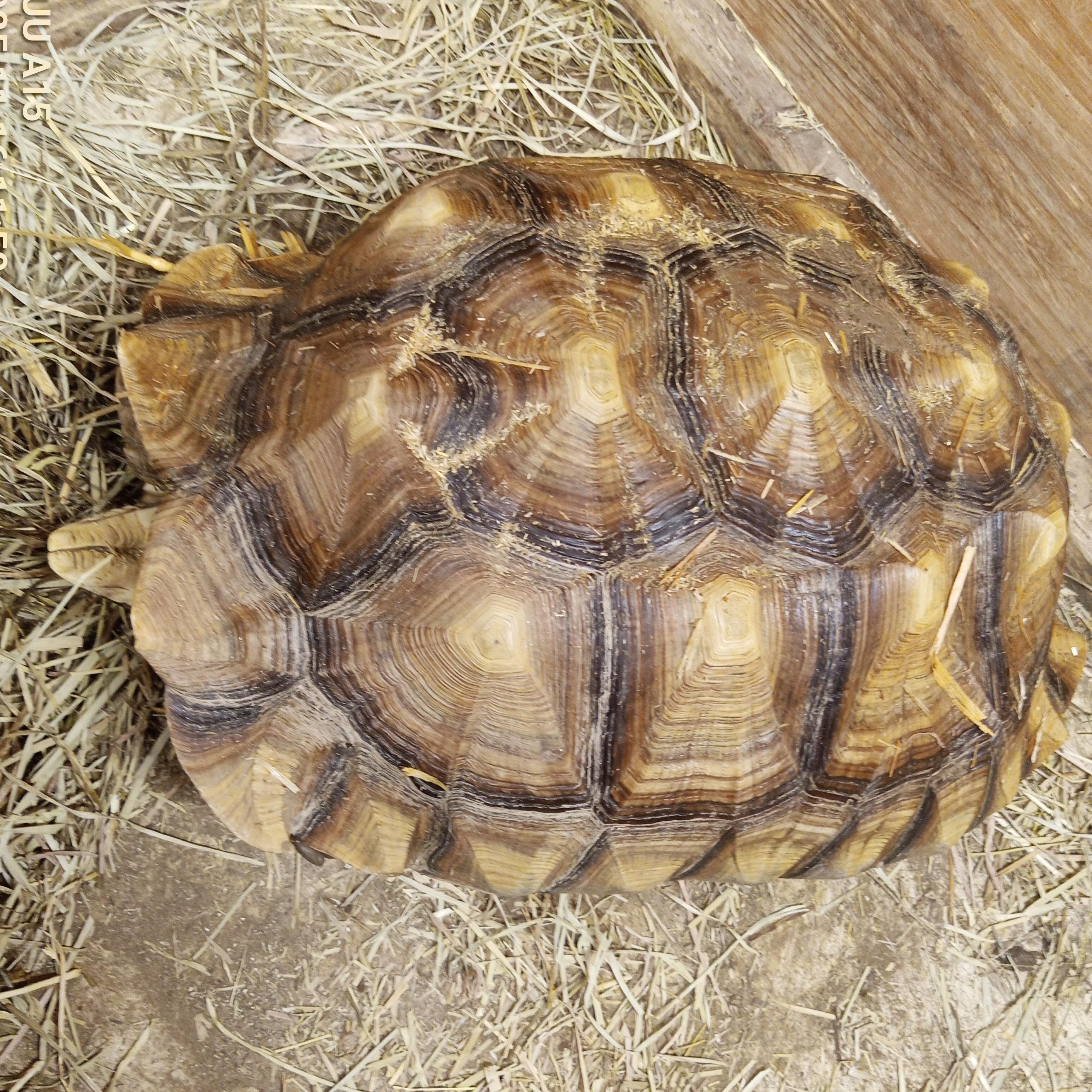 Bumper, Adoptable, Adult Male Sulcata.
