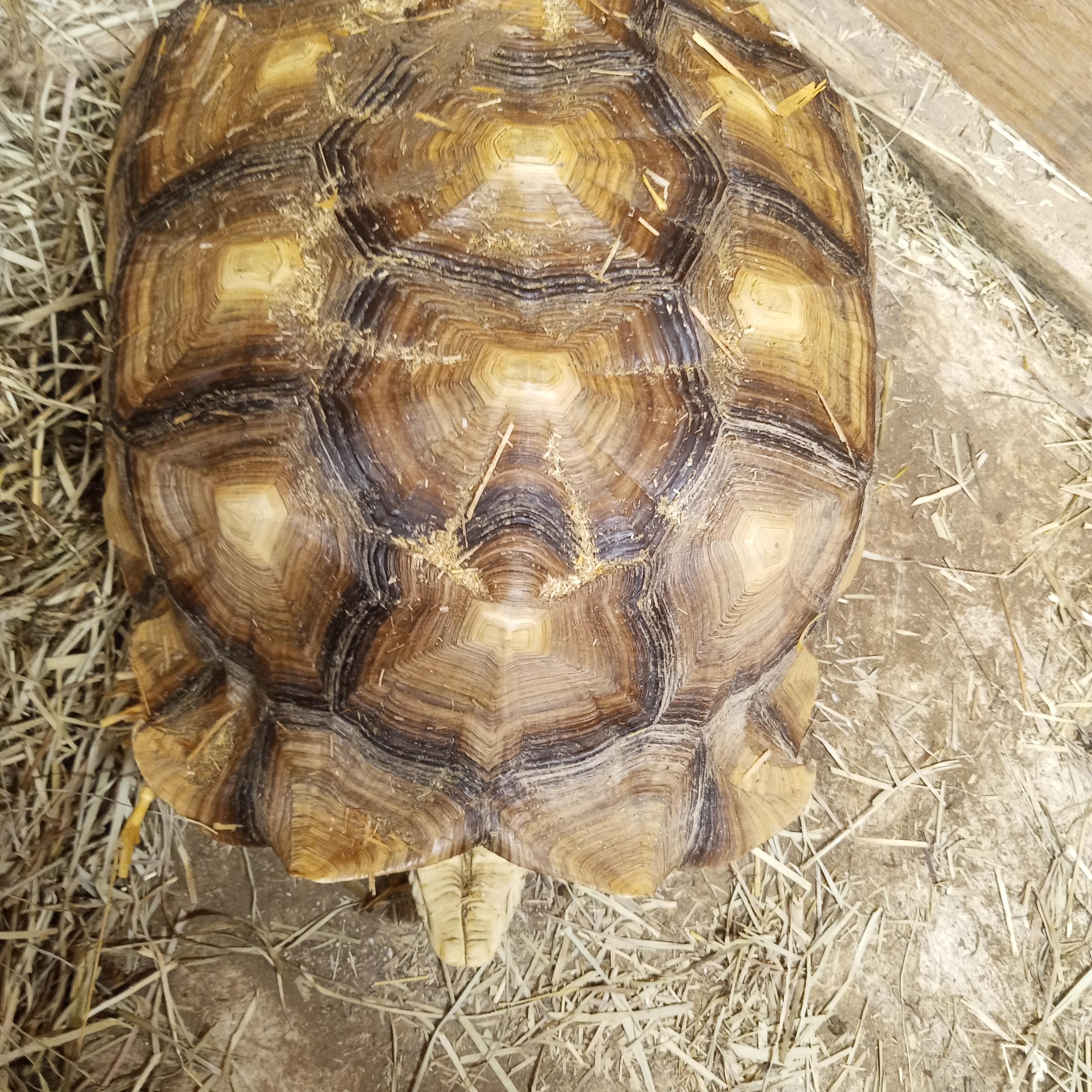 Bumper, a Adoptable Sulcata in Modesto, CA image 2/2
