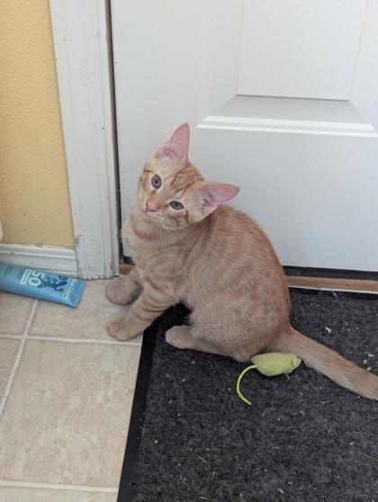 Enlarge Horus (must be adopted with Osiris), a Adoptable mixed breed in Hillsboro, OR image 1/3