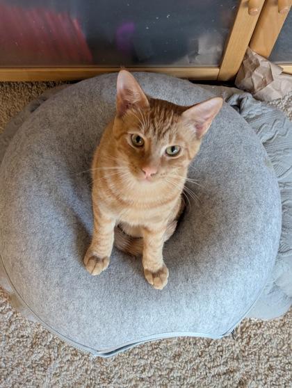 Enlarge Horus (must be adopted with Osiris), a Adoptable mixed breed in Hillsboro, OR image 3/3