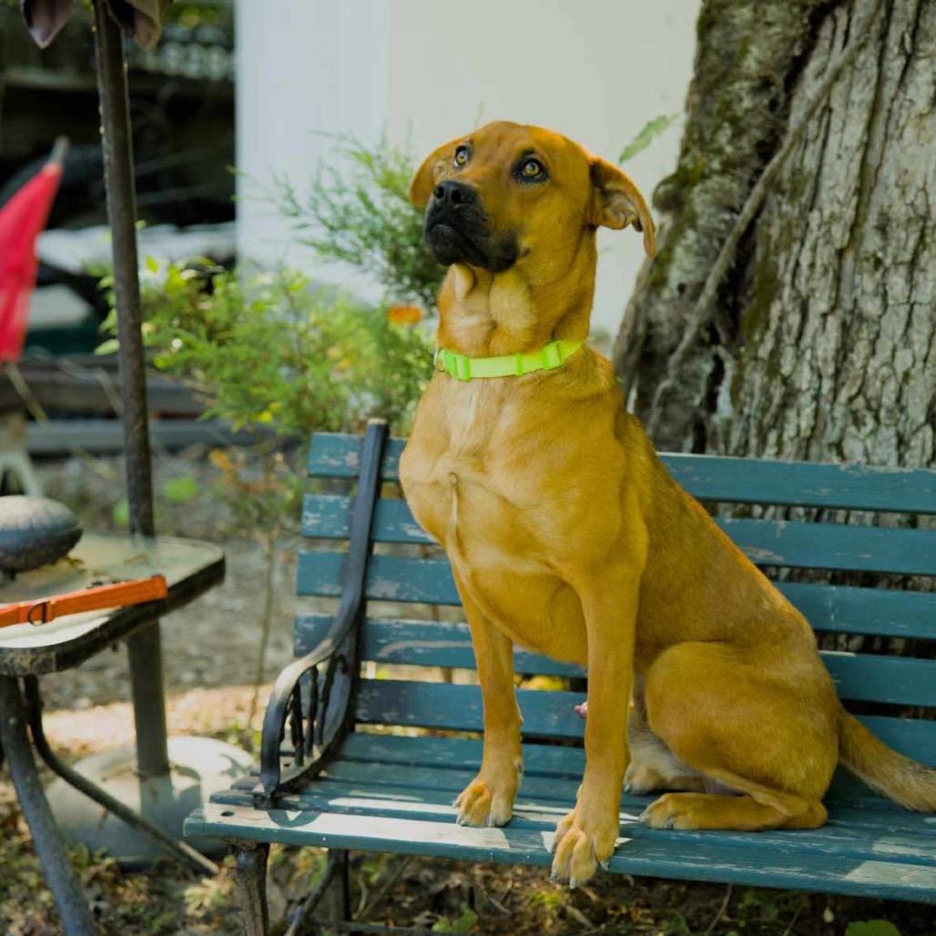 Kubota, a Adoptable Black Mouth Cur in Newport, TN image 2/3
