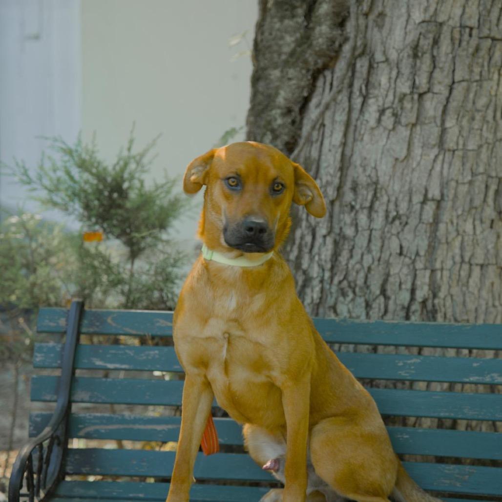 Kubota, a Adoptable Black Mouth Cur in Newport, TN image 3/3