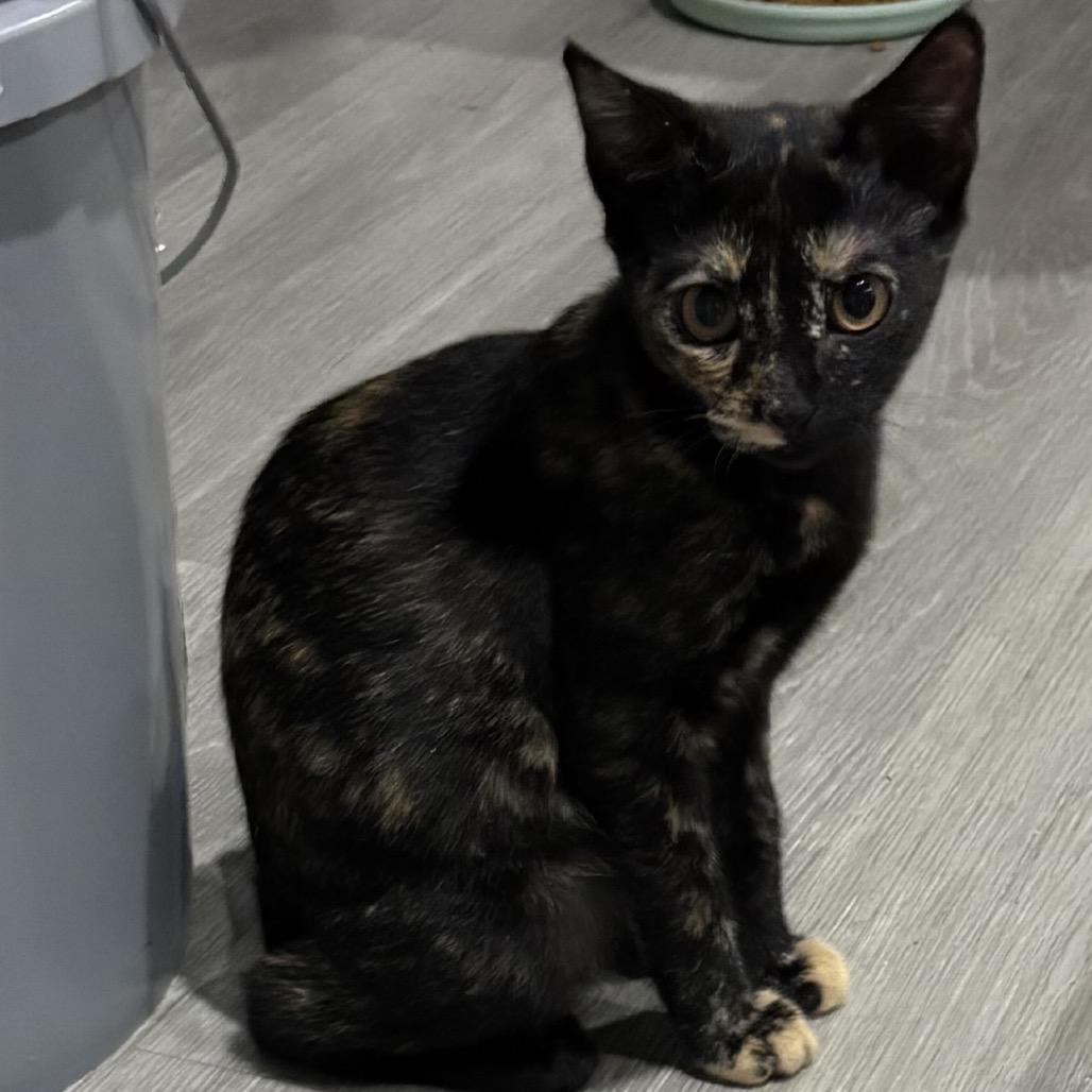 Enlarge Penny, a Adoptable Domestic Short Hair in Aledo, TX image 1/2