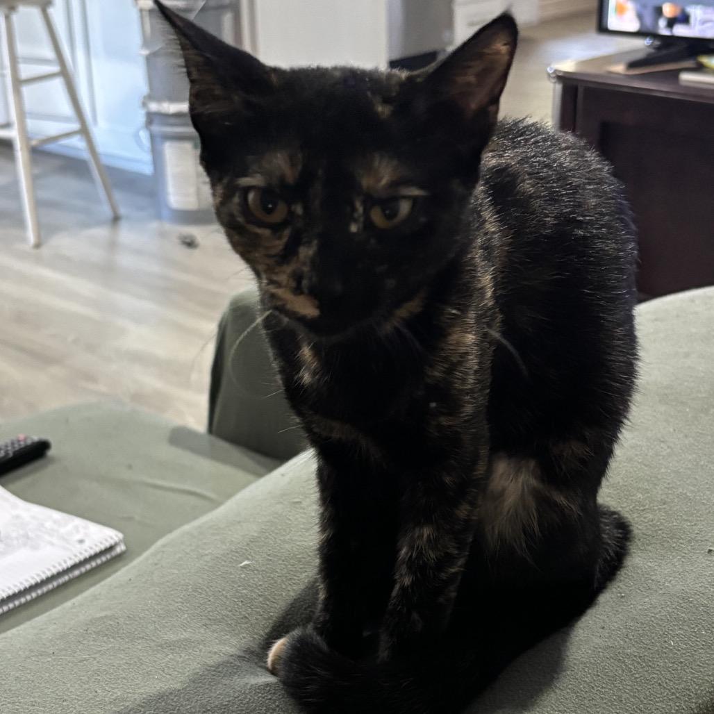 Enlarge Penny, a Adoptable Domestic Short Hair in Aledo, TX image 2/2