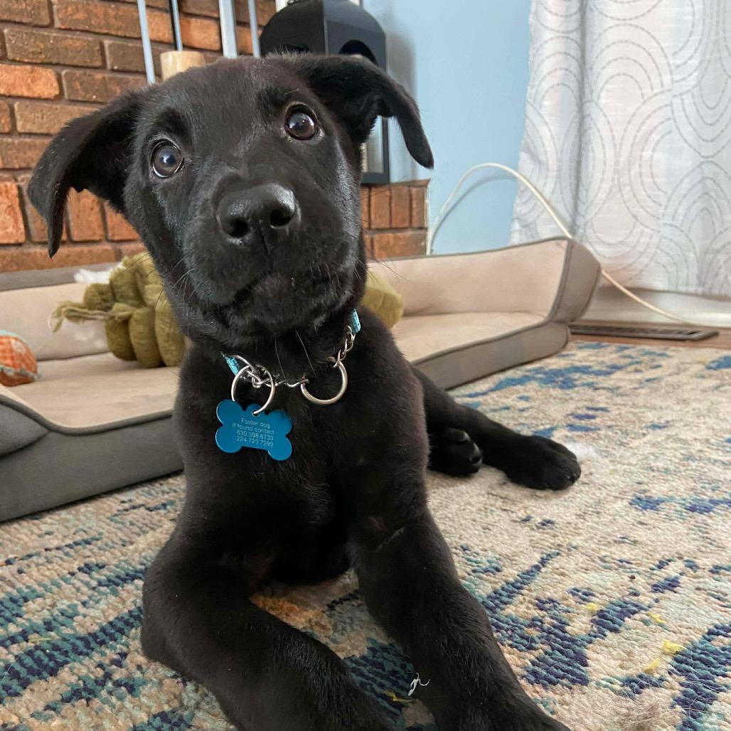Enlarge Tyson, a Adoptable mixed breed in St. Charles, IL image 1/6