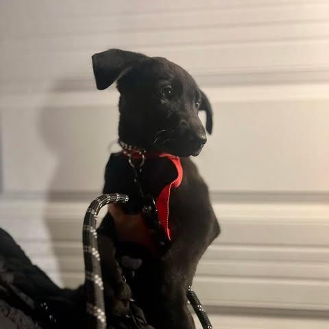 Enlarge Tyson, a Adoptable mixed breed in St. Charles, IL image 2/6