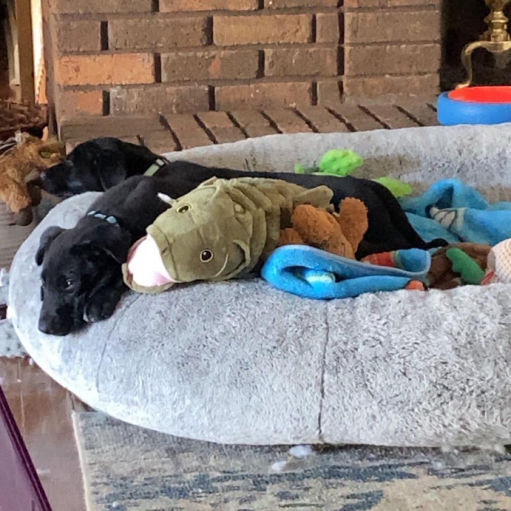 Enlarge Tyson, a Adoptable mixed breed in St. Charles, IL image 3/6