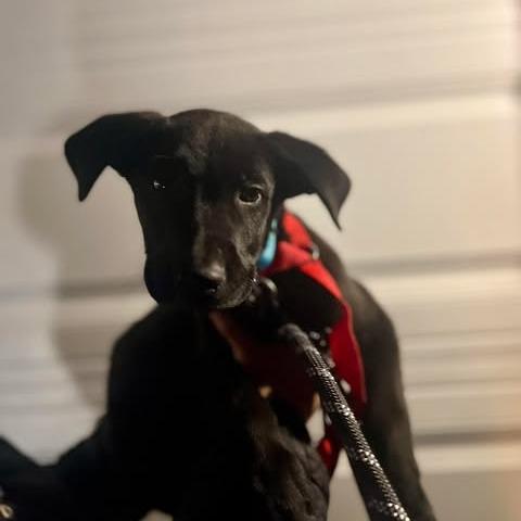 Enlarge Tyson, a Adoptable mixed breed in St. Charles, IL image 5/6