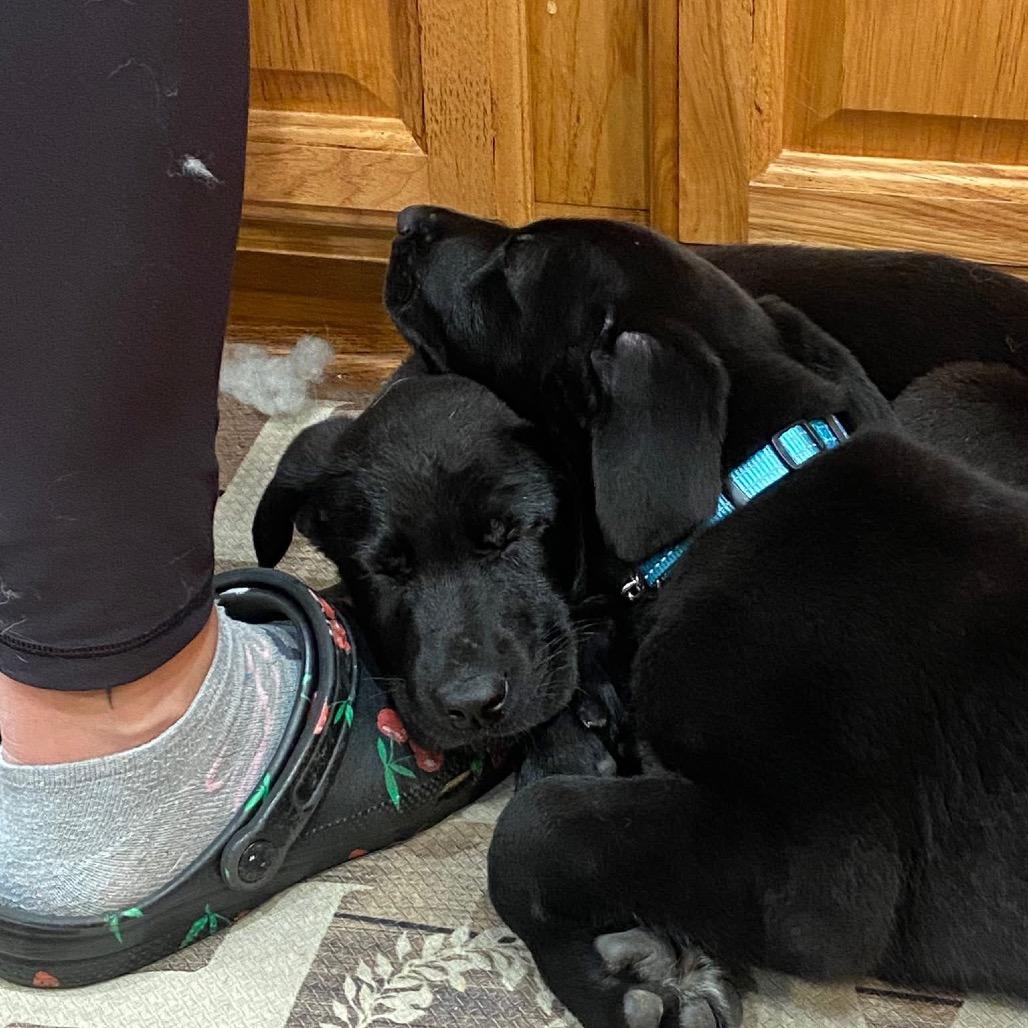 Enlarge Tyson, a Adoptable mixed breed in St. Charles, IL image 6/6