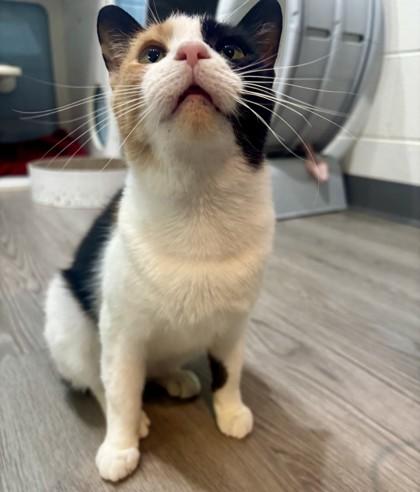 Sylveon, adopted, Young Female Domestic Short Hair.