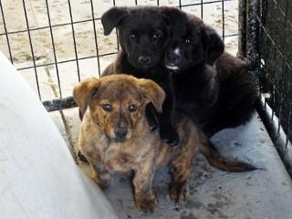 Sampson, an adoptable mixed breed in Anaconda, MT image 2/6