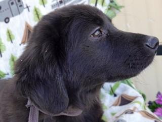 Sampson, an adoptable mixed breed in Anaconda, MT image 6/6