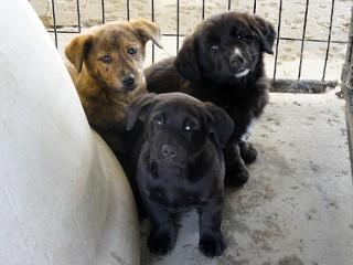 Sampson, an adoptable mixed breed in Anaconda, MT image 3/6