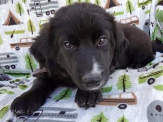 Sampson, an adoptable mixed breed in Anaconda, MT image 5/6