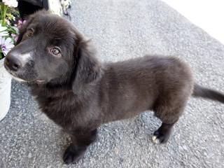 Sampson, an adoptable mixed breed in Anaconda, MT image 4/6