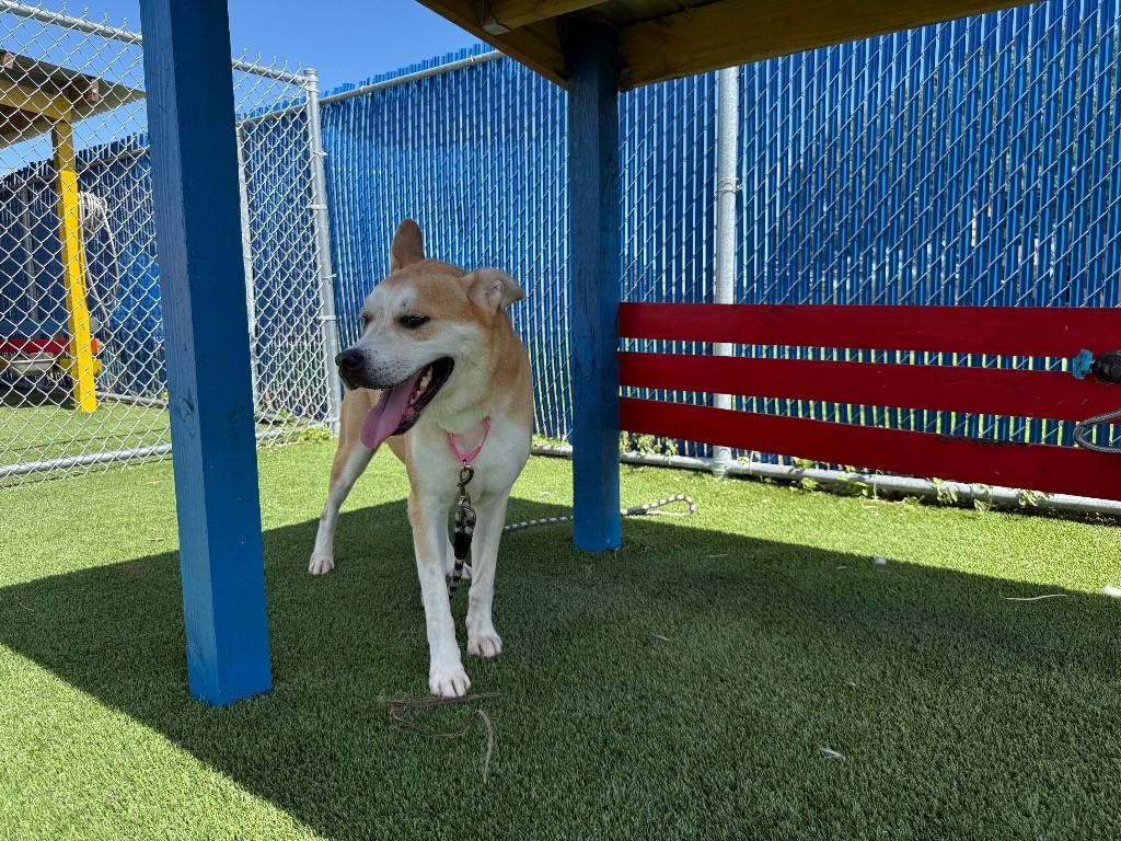 Enlarge Reese, a Adoptable mixed breed in Boca Raton, FL image 1/1