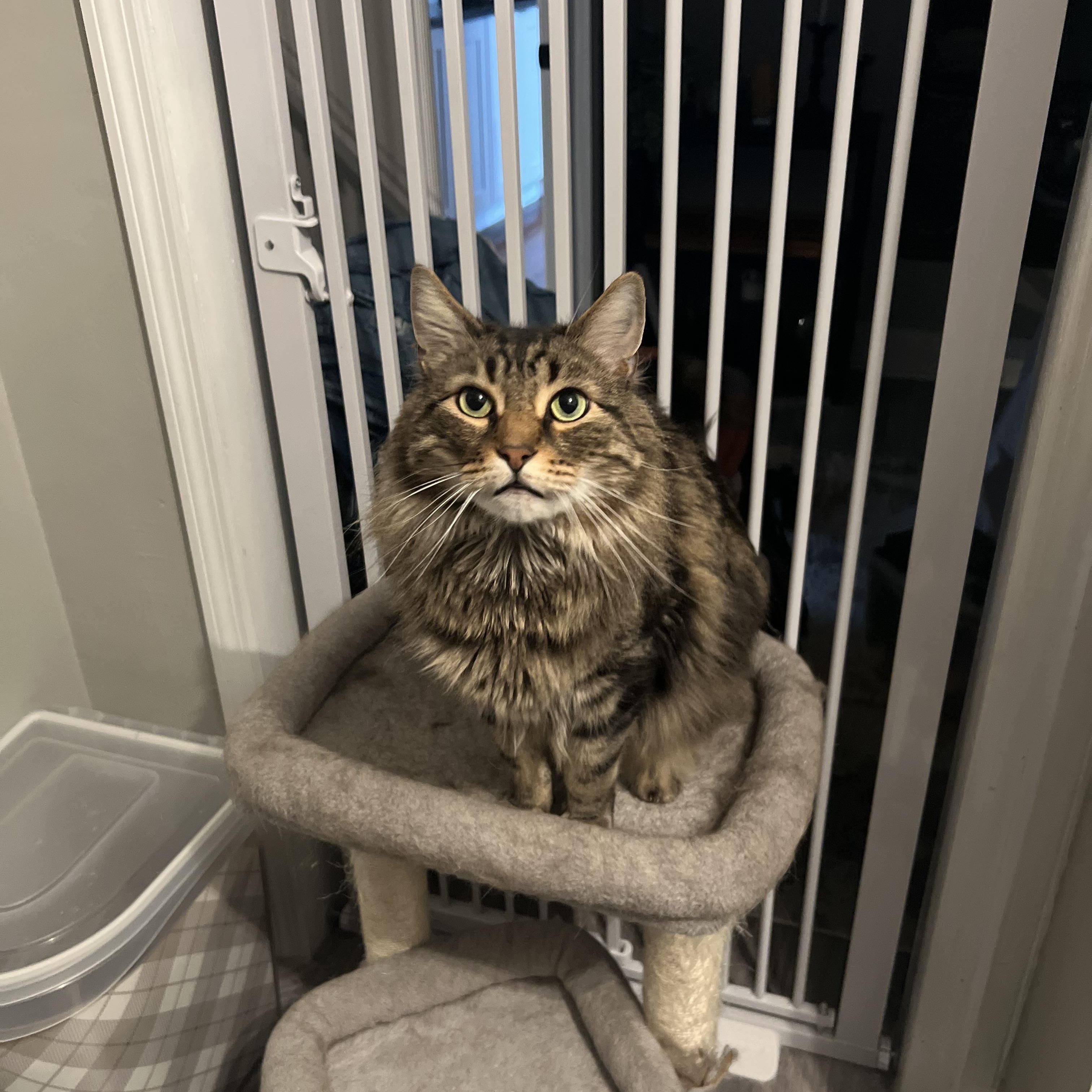 Milo & Melly, ADOPTABLE, Adult Male Domestic Long Hair.