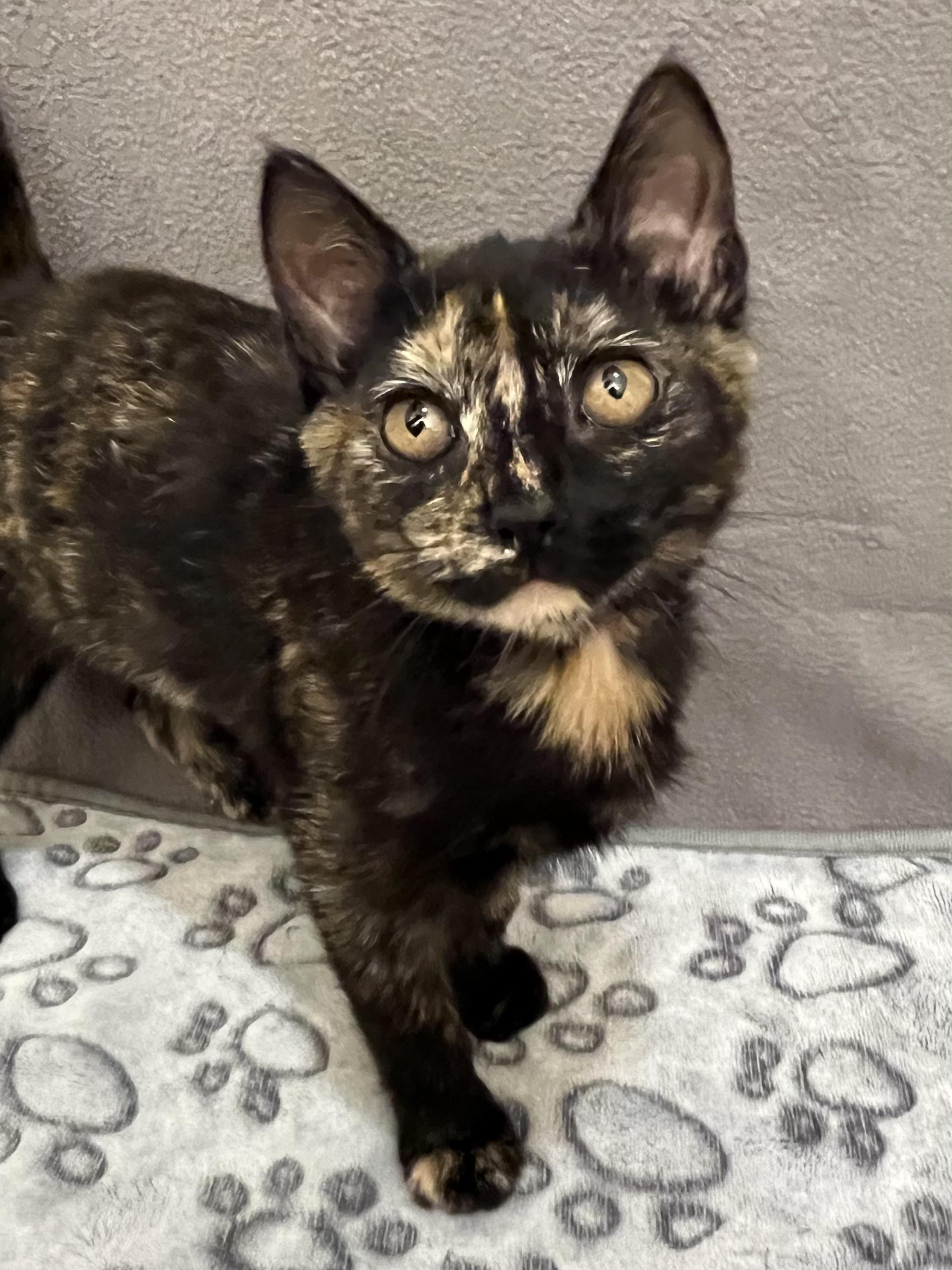 Jalapeno, an adopted Domestic Short Hair in Knoxville, TN image 3/3