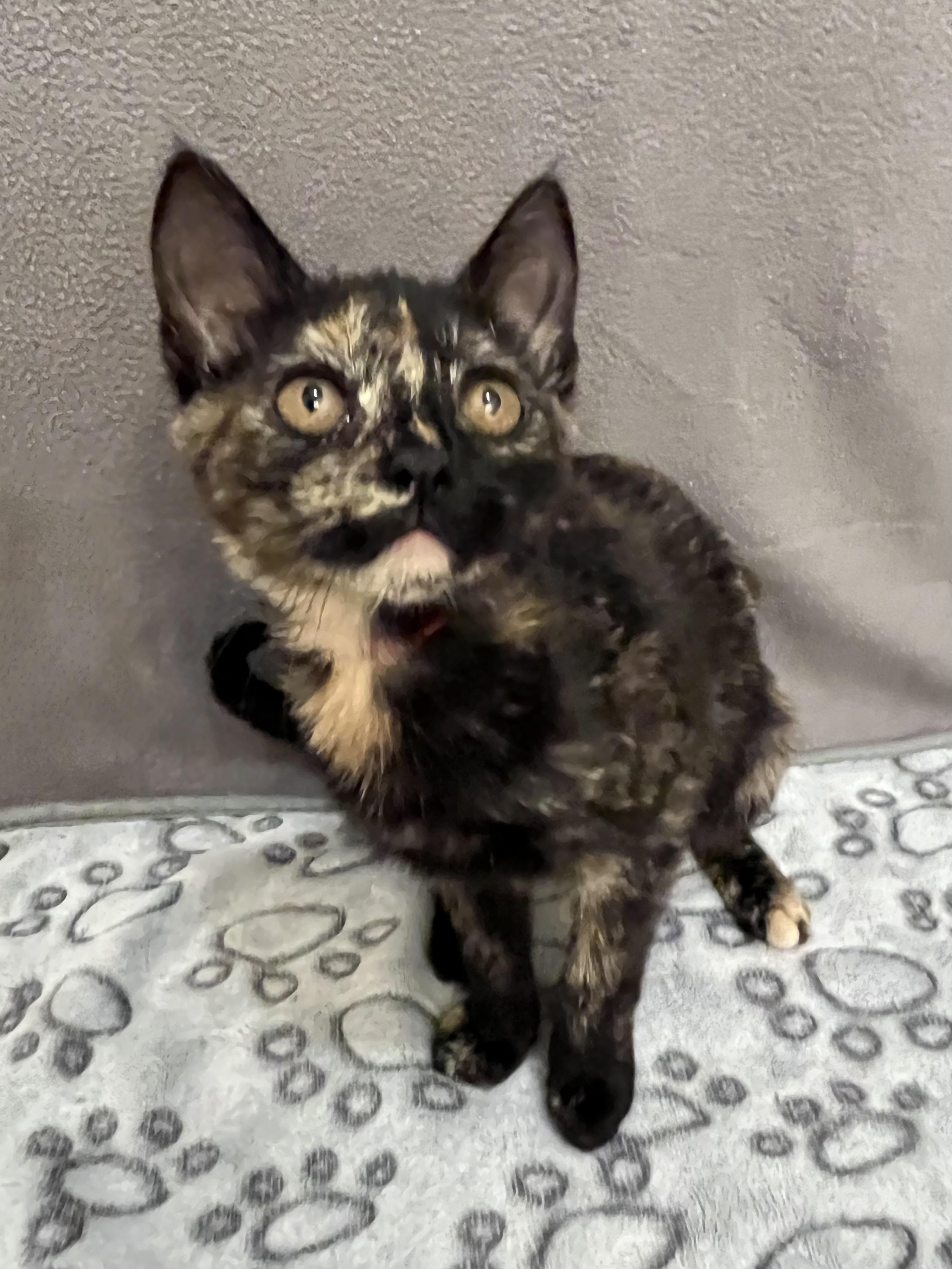 Jalapeno, an adopted Domestic Short Hair in Knoxville, TN image 2/3