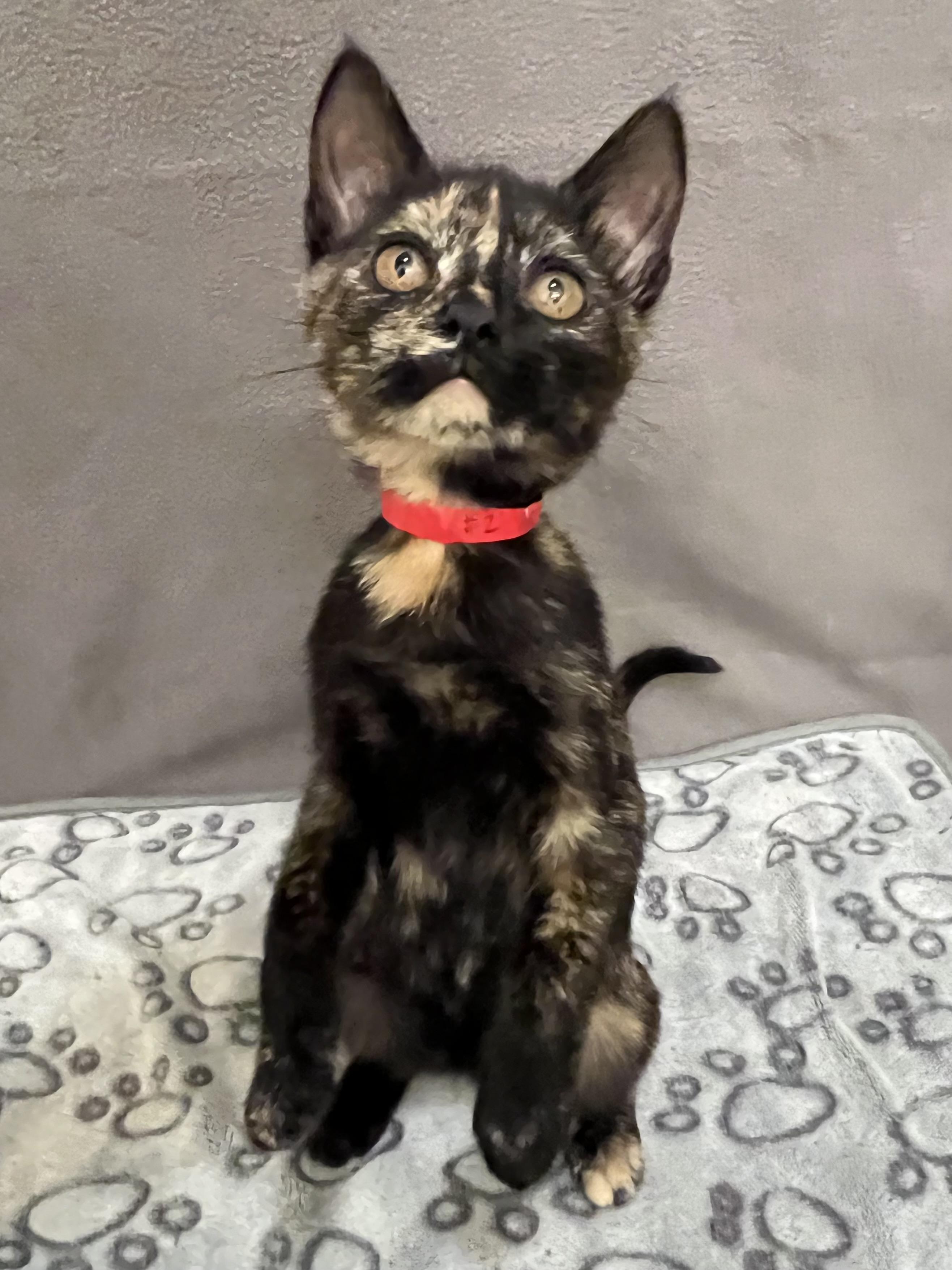 Jalapeno, an adopted Domestic Short Hair in Knoxville, TN image 1/3