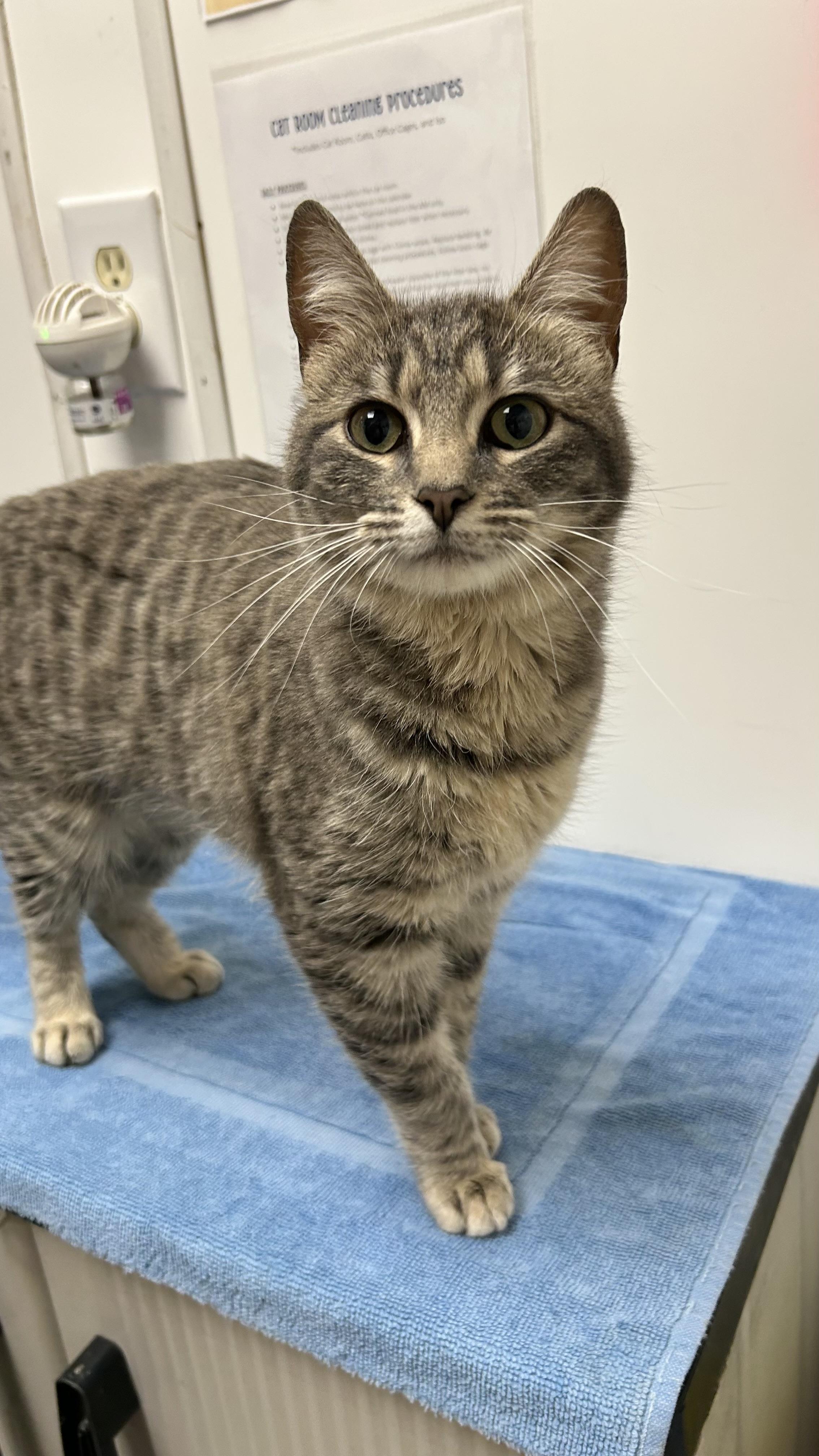Enlarge Eden, a ADOPTABLE Domestic Short Hair in White Oak, PA image 3/4