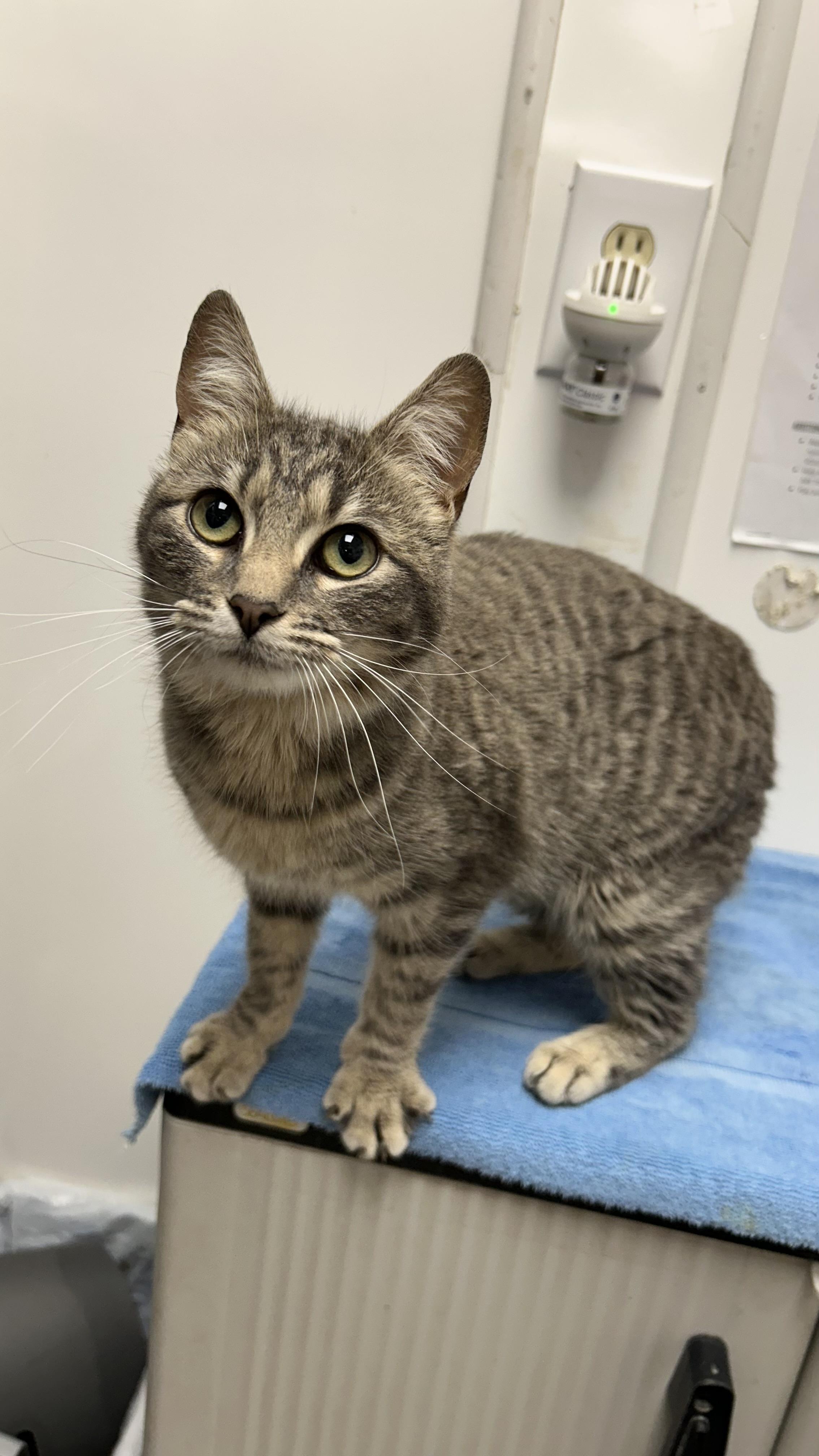 Eden, ADOPTABLE, Adult Female Domestic Short Hair.