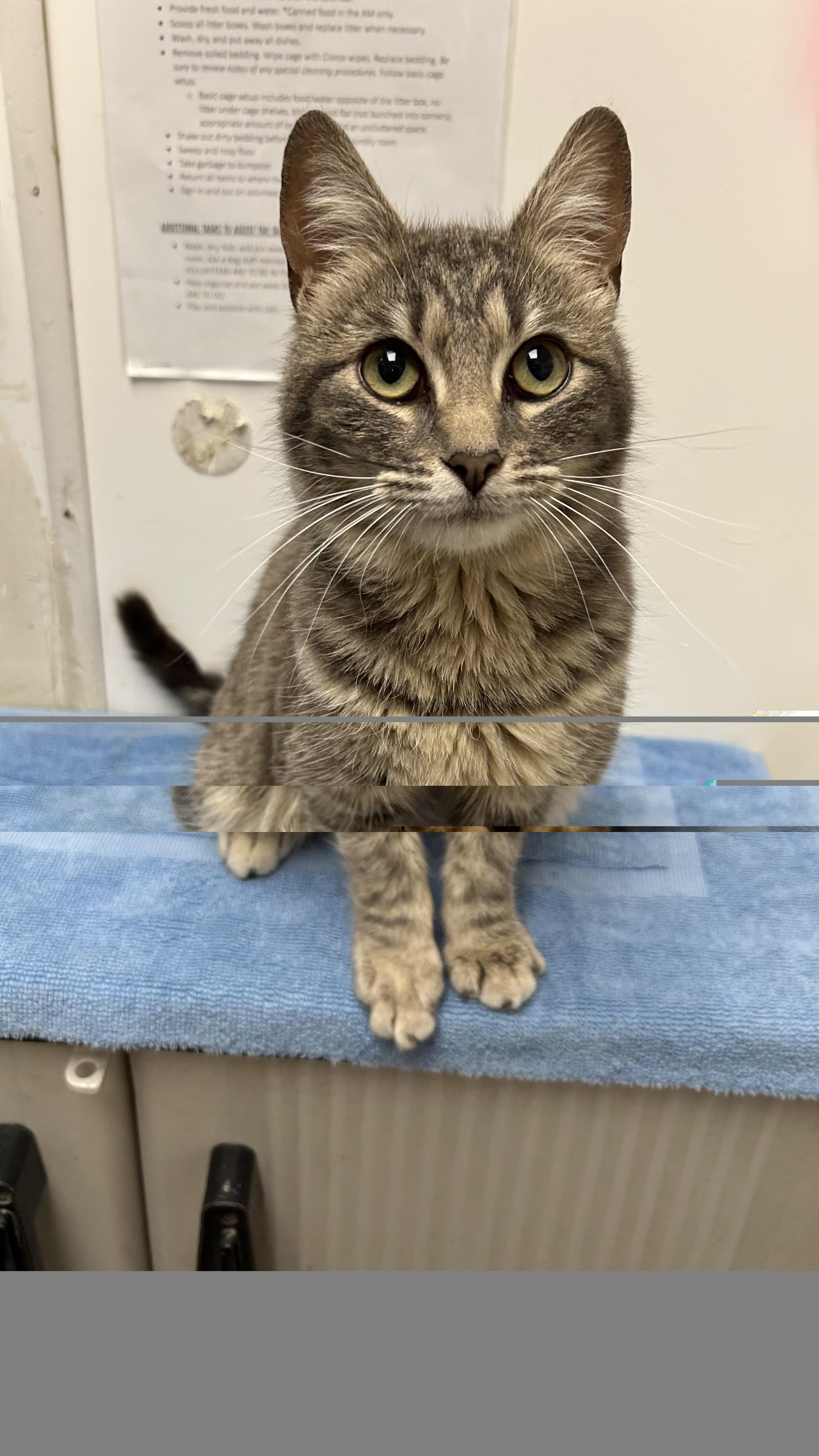 Enlarge Eden, a ADOPTABLE Domestic Short Hair in White Oak, PA image 4/4
