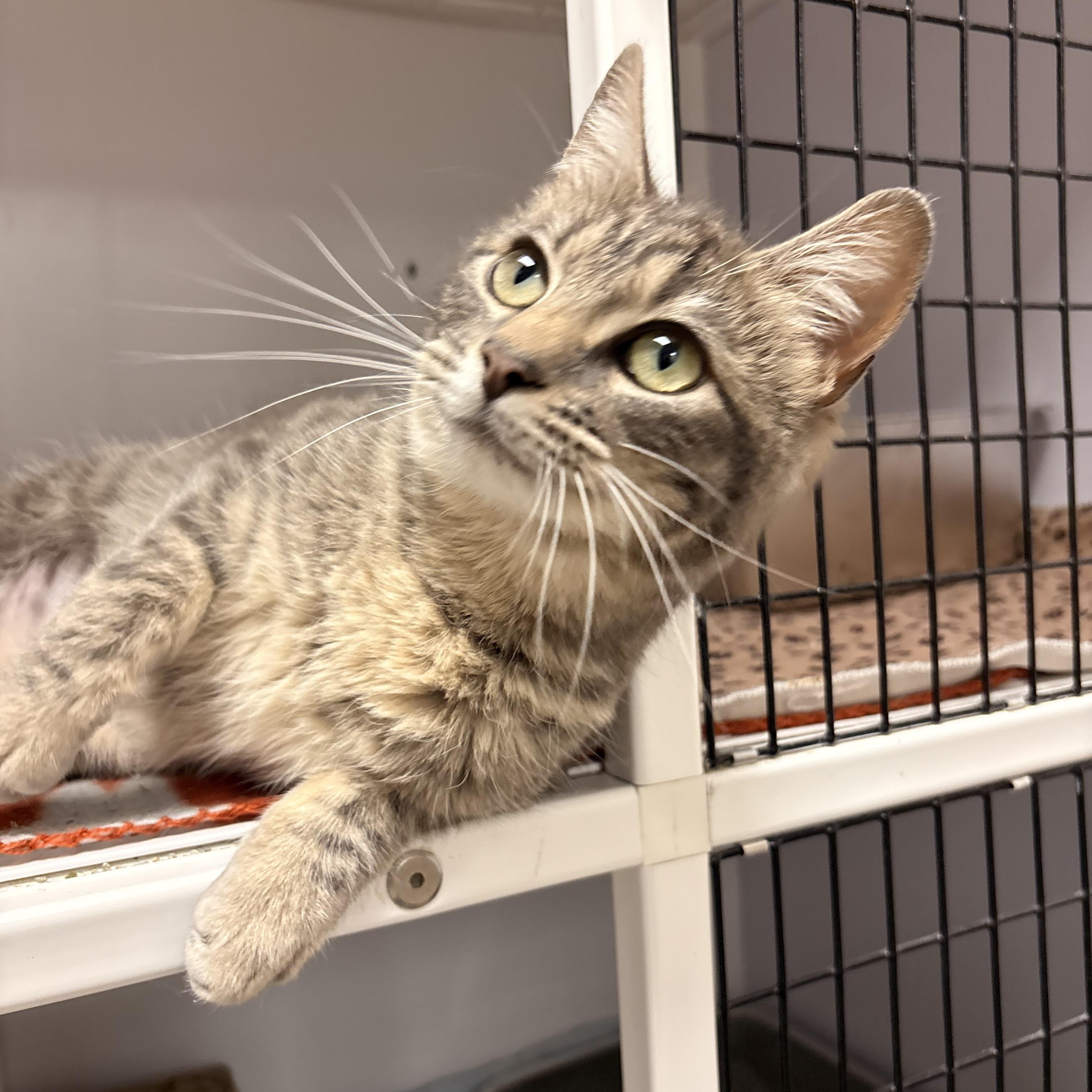 Enlarge Eden, a ADOPTABLE Domestic Short Hair in White Oak, PA image 2/4