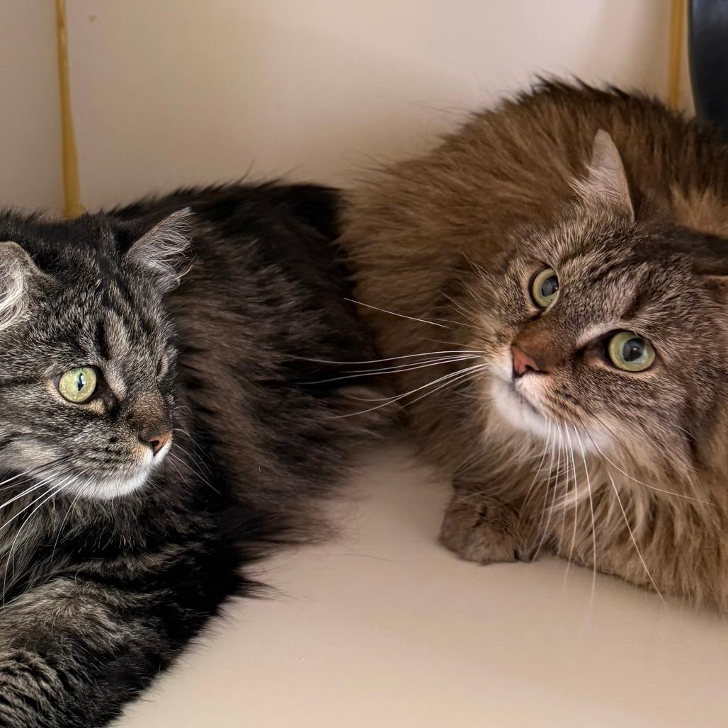 Lily, Adoptable, Adult Female Domestic Long Hair.