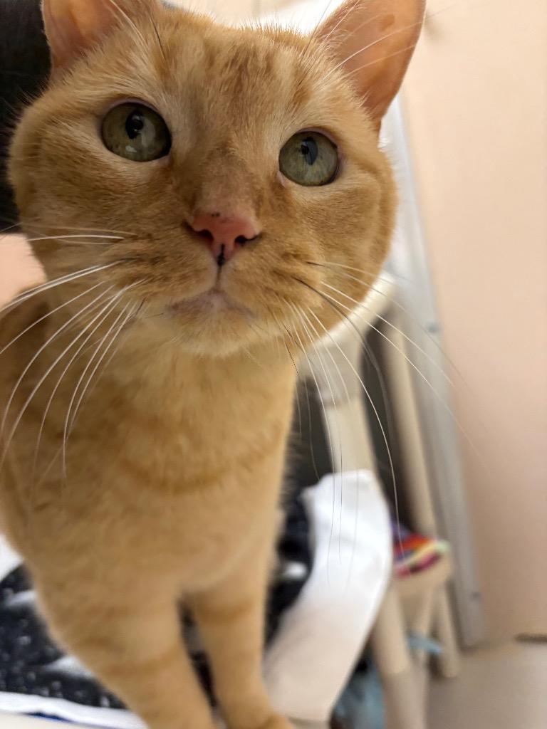 Nugget, Adopted, Senior Male Domestic Short Hair.