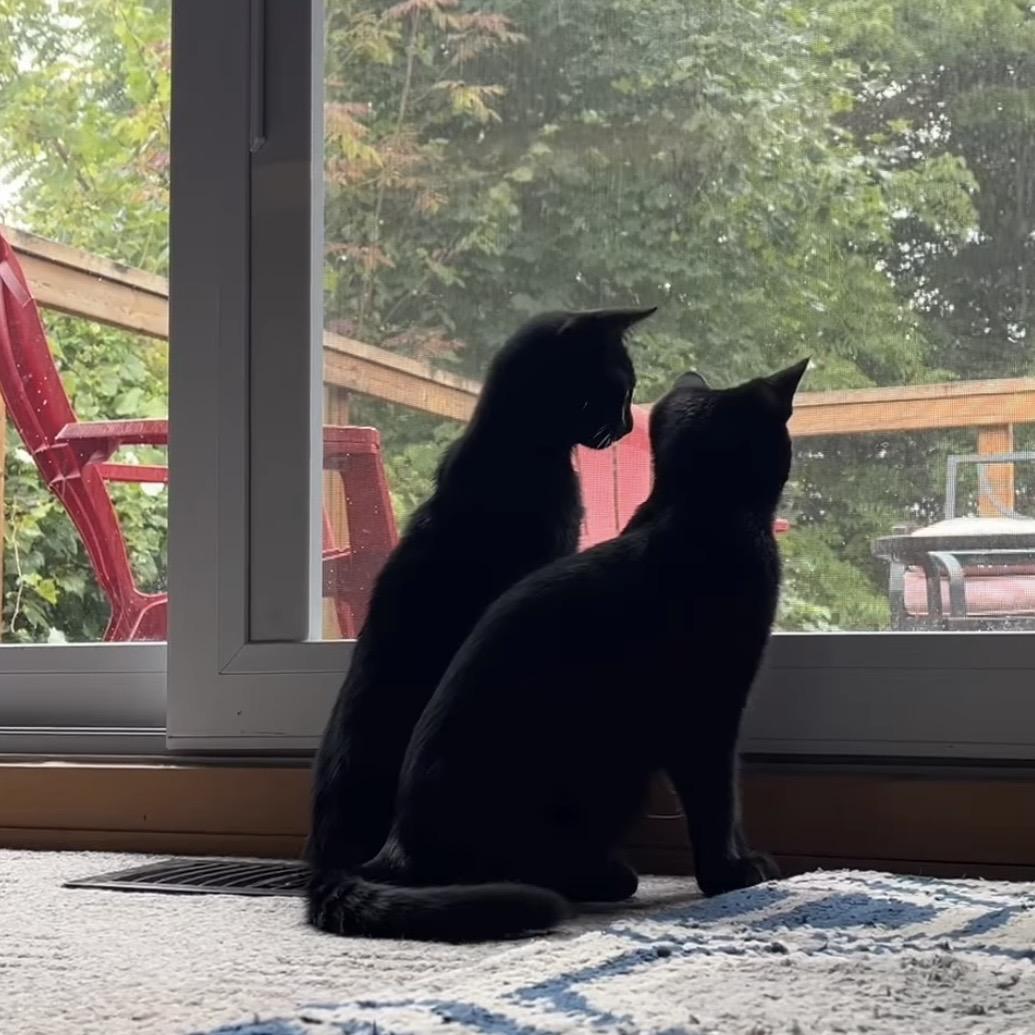 Enlarge SONNET, a Adoptable Domestic Short Hair in Delhi, ON image 6/6