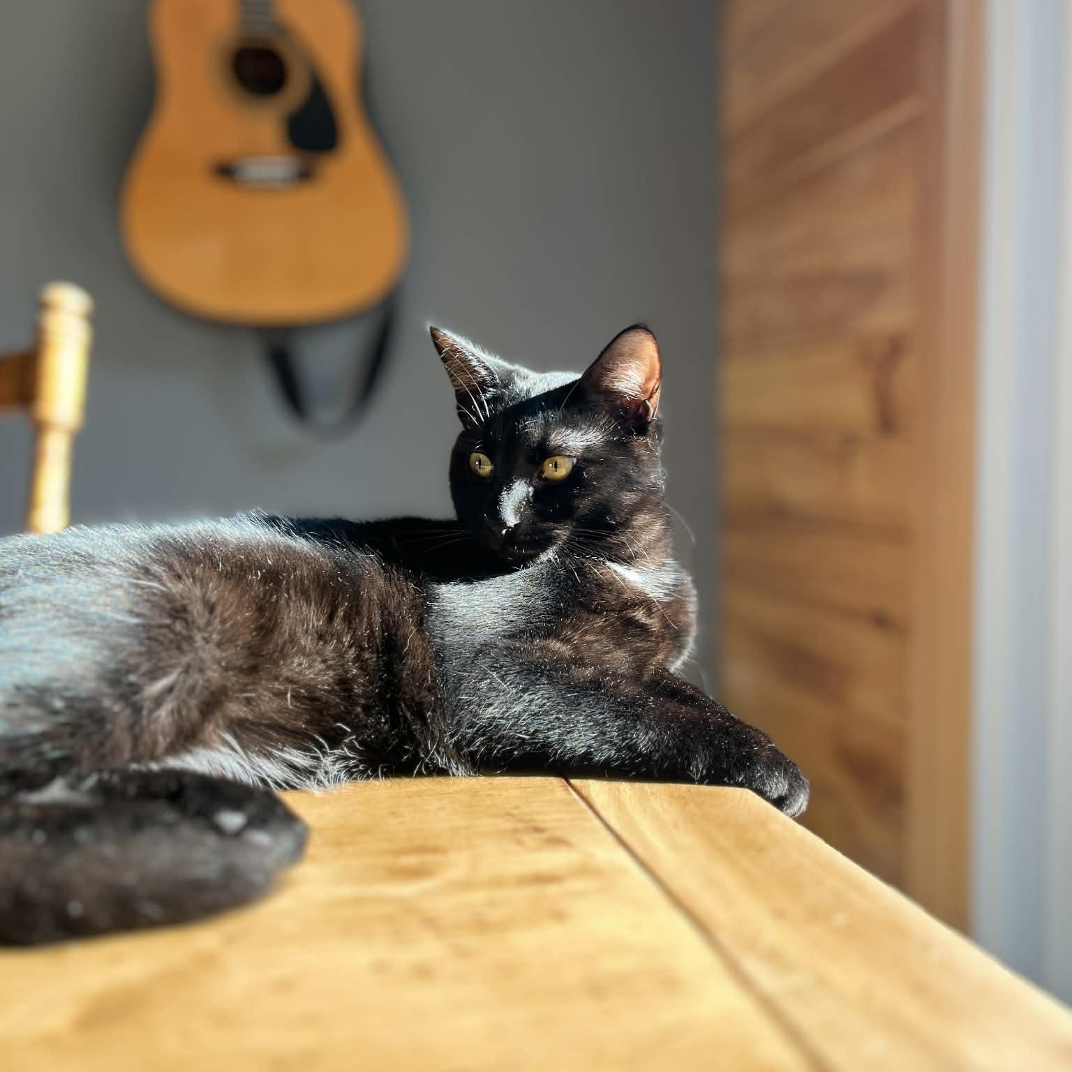 Enlarge SONNET, a Adoptable Domestic Short Hair in Delhi, ON image 4/6