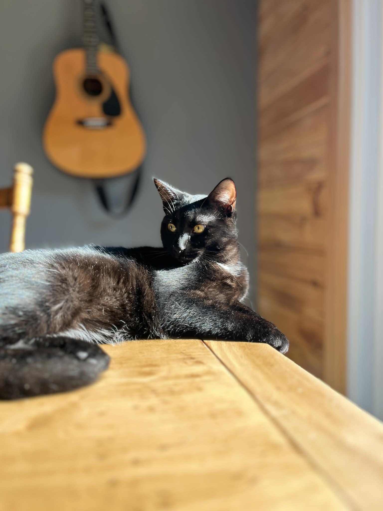 Enlarge SONNET, a Adoptable Domestic Short Hair in Delhi, ON image 3/6