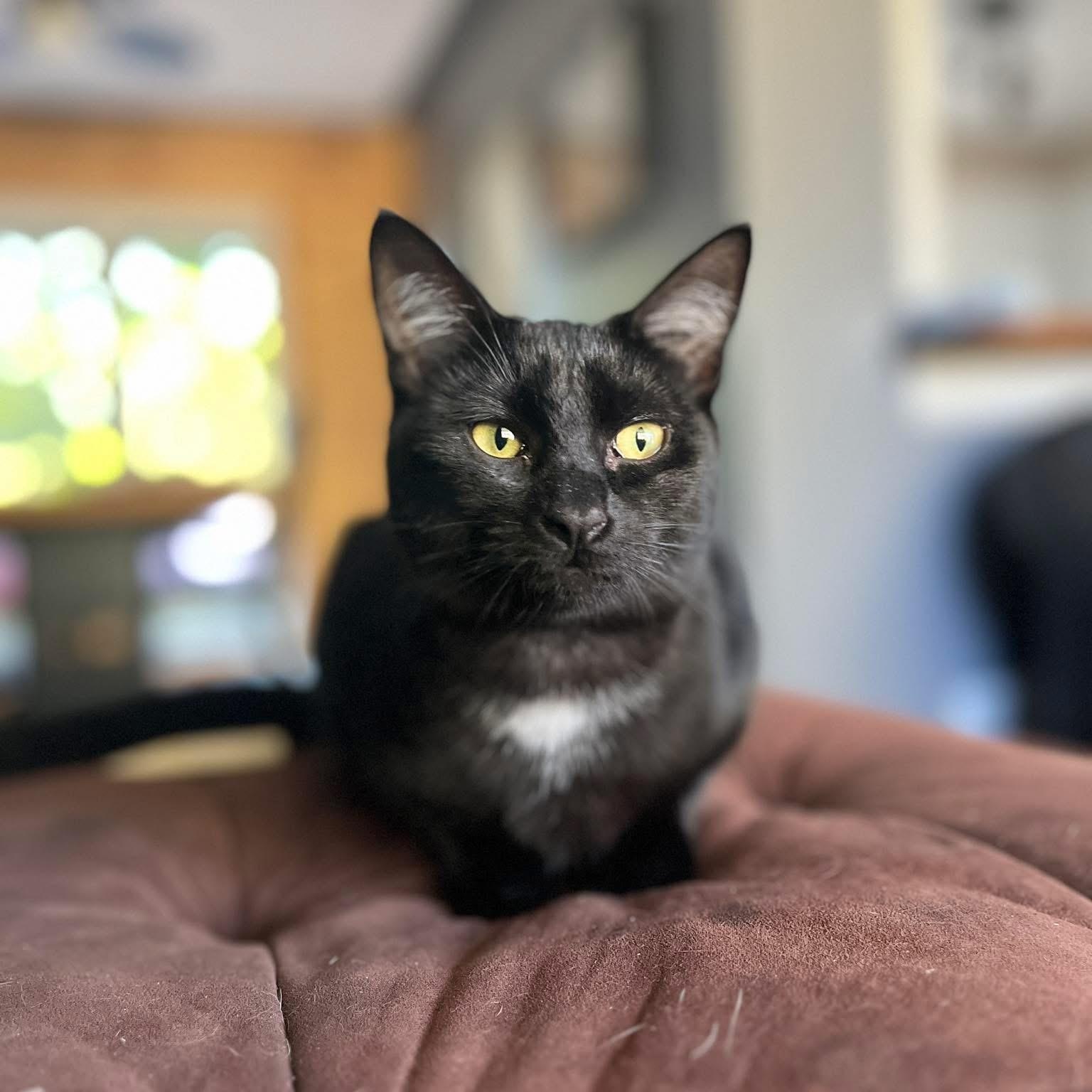 SONNET, Adoptable, Kitten Female Domestic Short Hair.