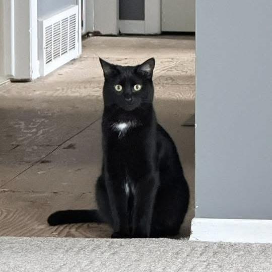 Enlarge SONNET, a Adoptable Domestic Short Hair in Delhi, ON image 1/6