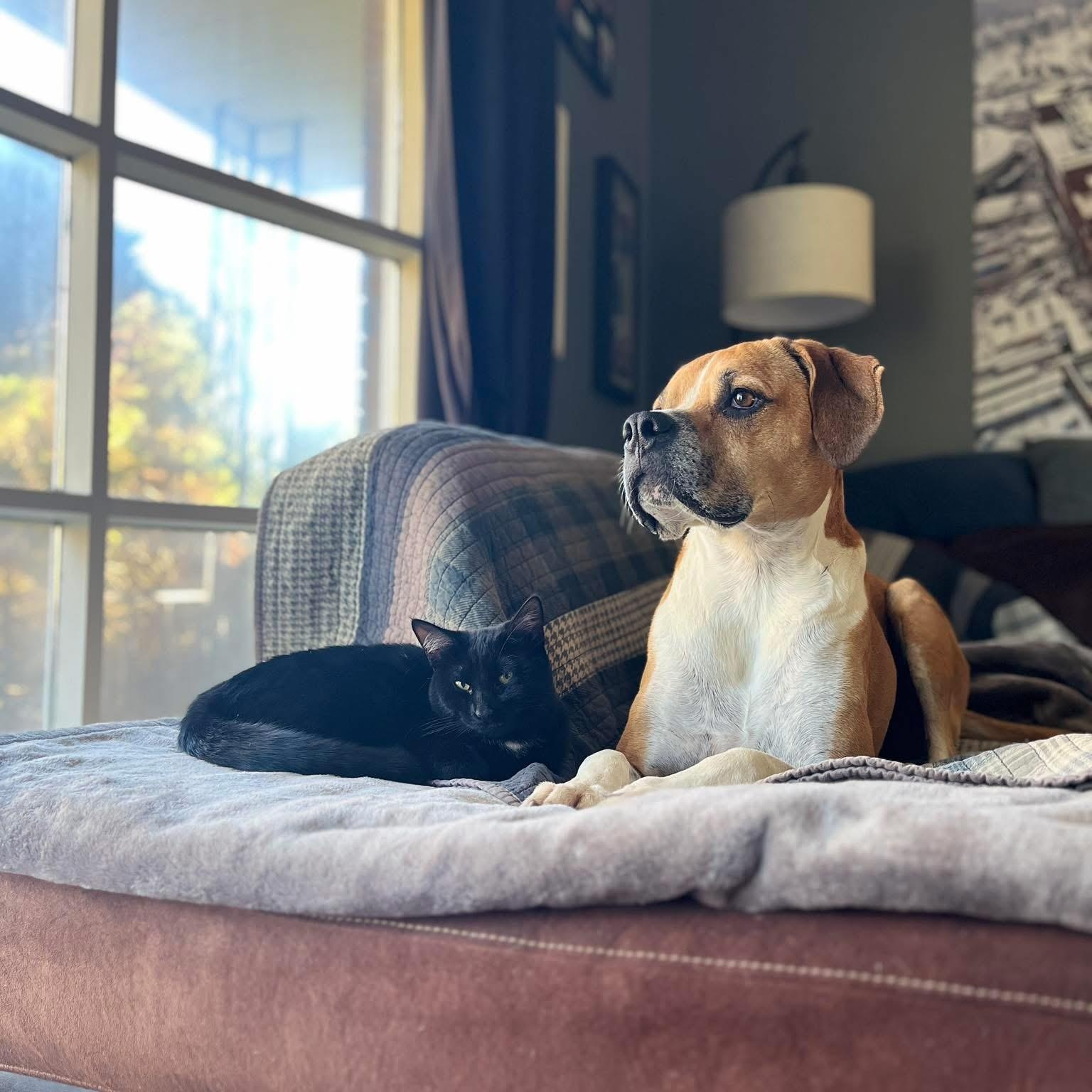 Enlarge SONNET, a Adoptable Domestic Short Hair in Delhi, ON image 5/6