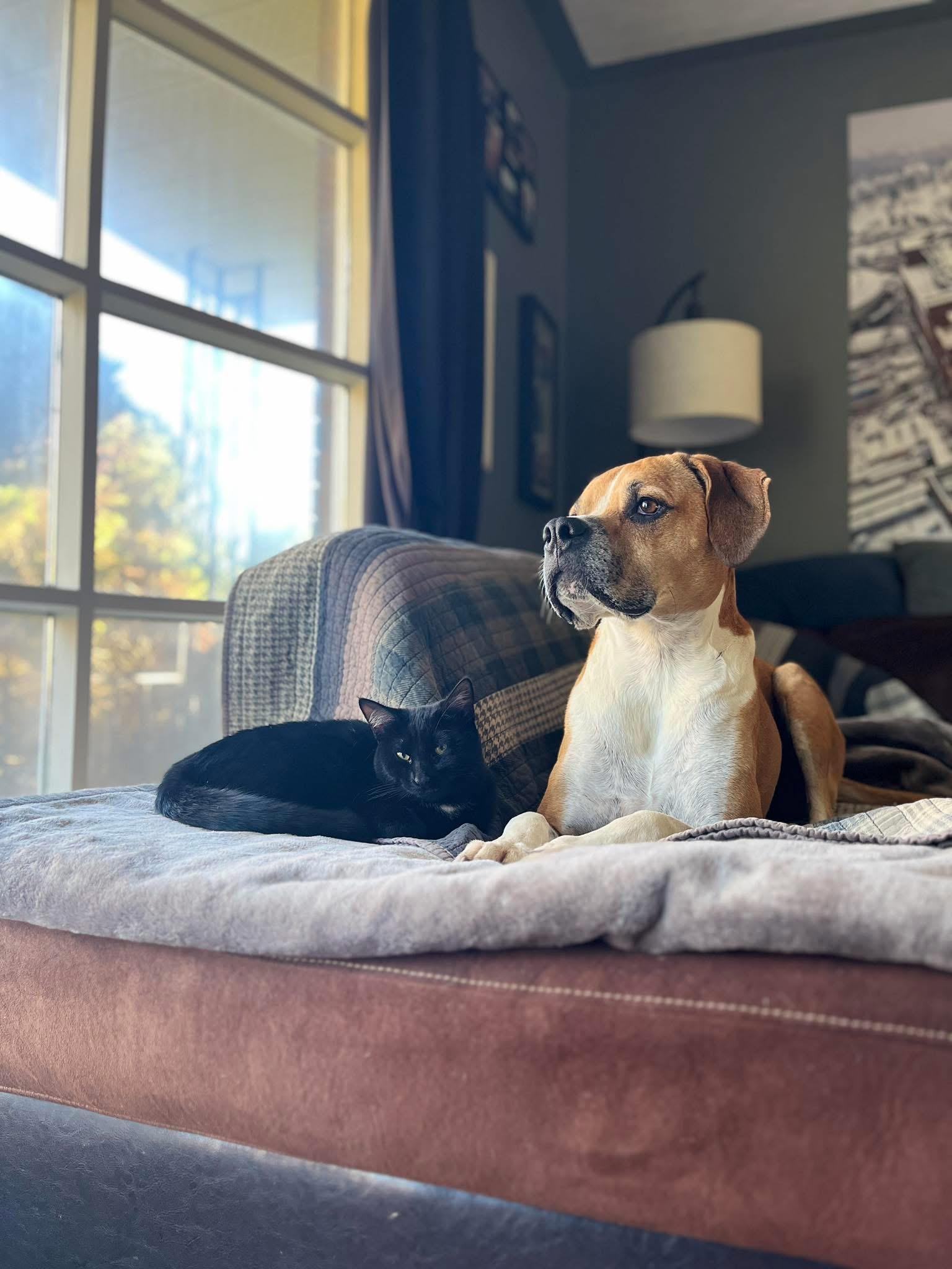 Enlarge SONNET, a Adoptable Domestic Short Hair in Delhi, ON image 4/6