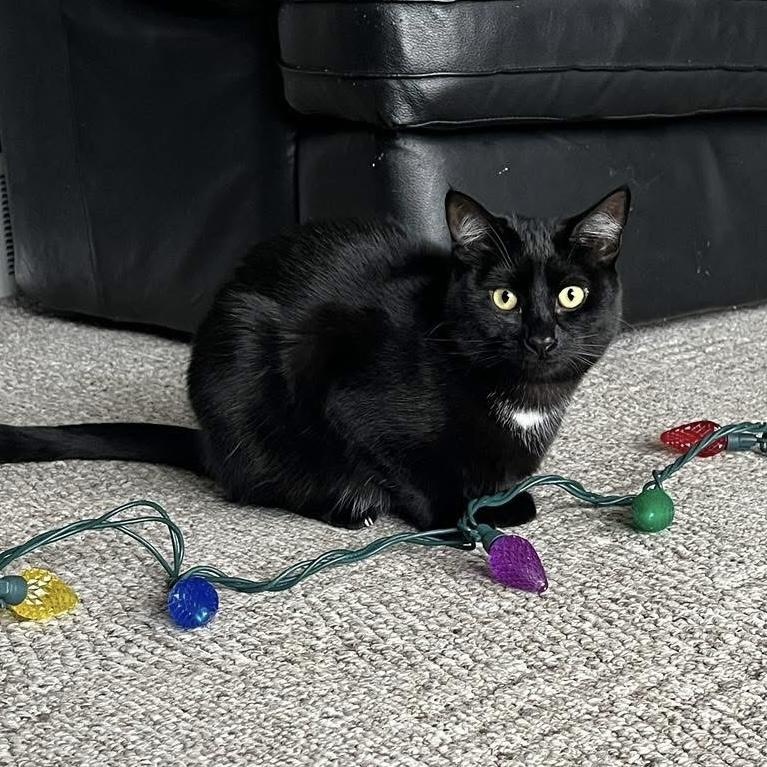 Enlarge SONNET, a Adoptable Domestic Short Hair in Delhi, ON image 2/6