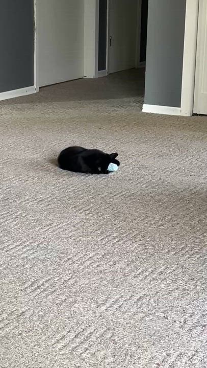 Enlarge SONNET, a Adoptable Domestic Short Hair in Delhi, ON video 5/6