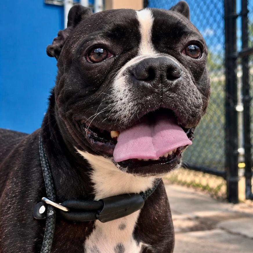 Mishka, Adoptable, Adult Female Boston Terrier & Mixed Breed.