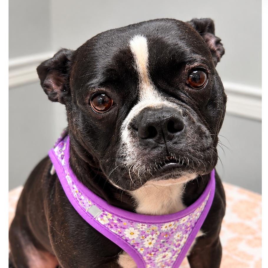 Enlarge Mishka, a Adoptable mixed breed in Decatur, AL image 2/3