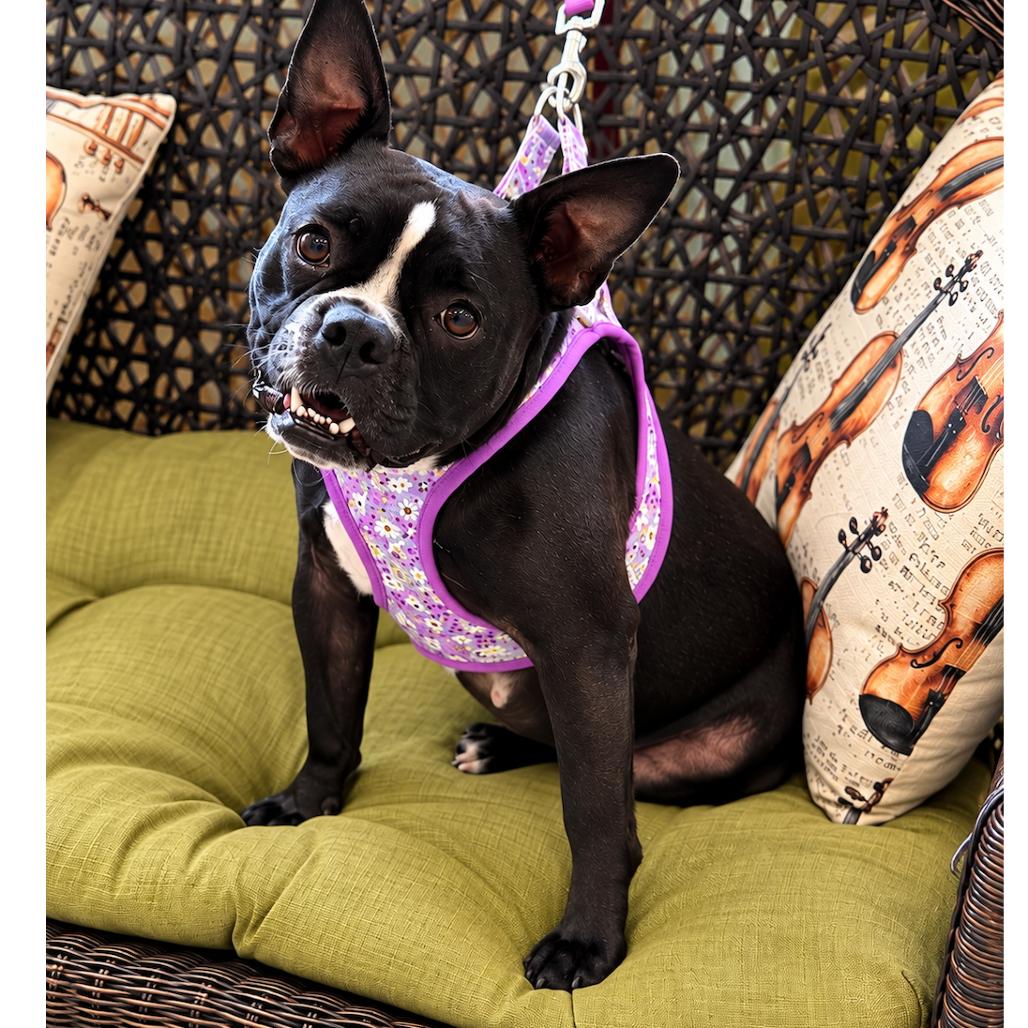 Enlarge Mishka, a Adoptable mixed breed in Decatur, AL image 3/3