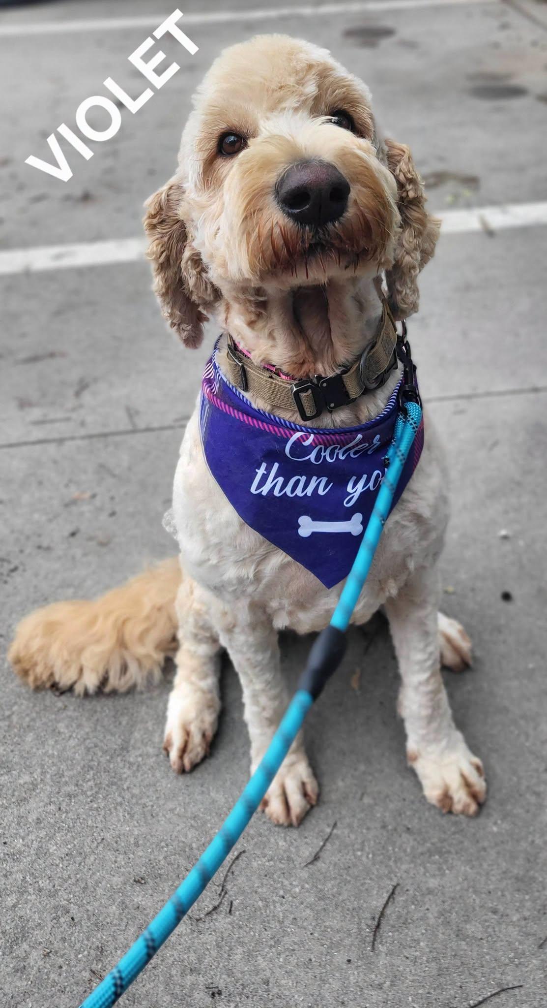 Violet, an adopted Goldendoodle in Salisbury, NC image 4/4