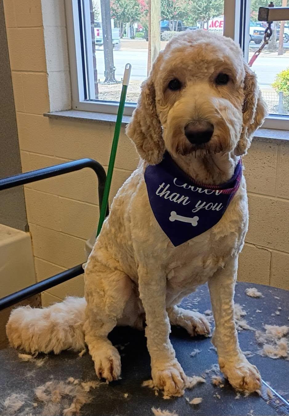 Violet, an adopted Goldendoodle in Salisbury, NC image 1/4